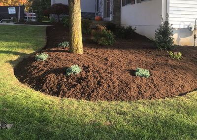 Landscaped and Mulched Yard