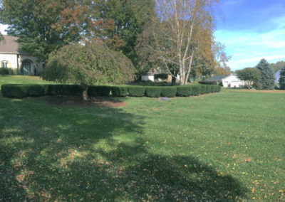 Completed Bush Trimming