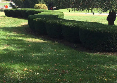 Completed Bush Trimming