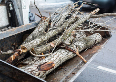 Tree Limbs in Equipment Bucket
