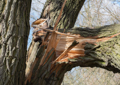 Damaged Tree Split