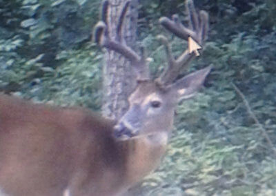 White Tail Deer Buck in Velvet