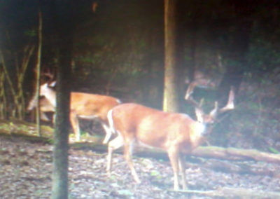 White Tail Deer in Woods
