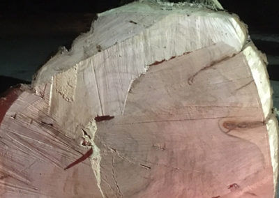 End View of Felled Tree