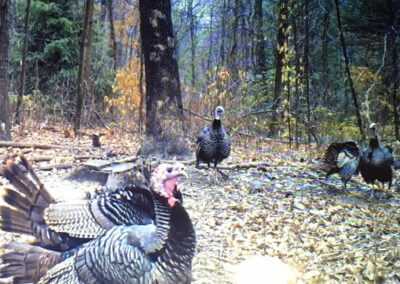 Turkey Hens in the Woods