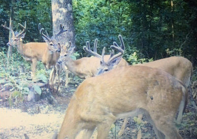 White Tail Deer Bucks in Woods