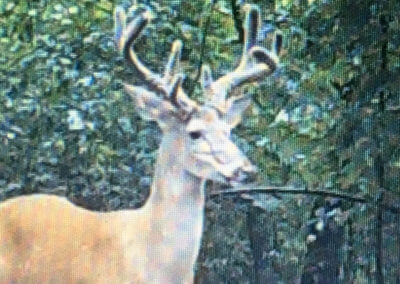 White Tail Deer Buck Close Up