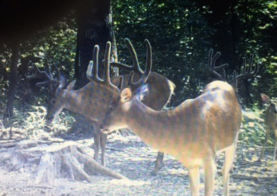 White Tail Deer Buck Close Up