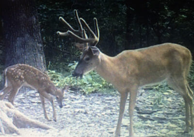 White Tail Deer Buck Close Up
