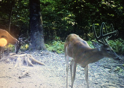 Whitetail Deer Buck in Velvet