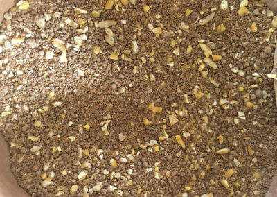 Food Plot Seed Mixture