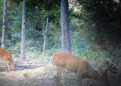 One Whitetail Deer in Woods